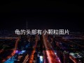 龟的头部有小颗粒图片